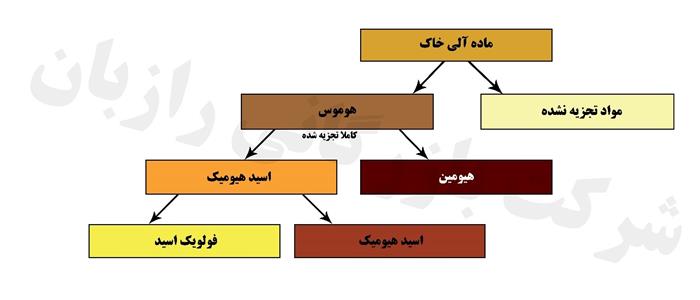 هیومین